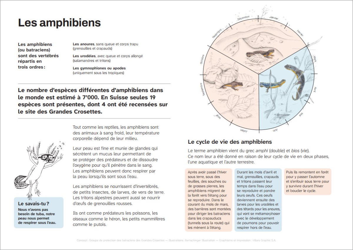 Les amphibiens et leur cycle de vie.