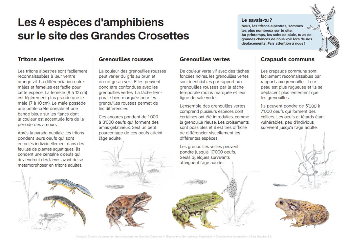 Les 4 espèces d'amphibiens sur le site des Grandes Crosettes.