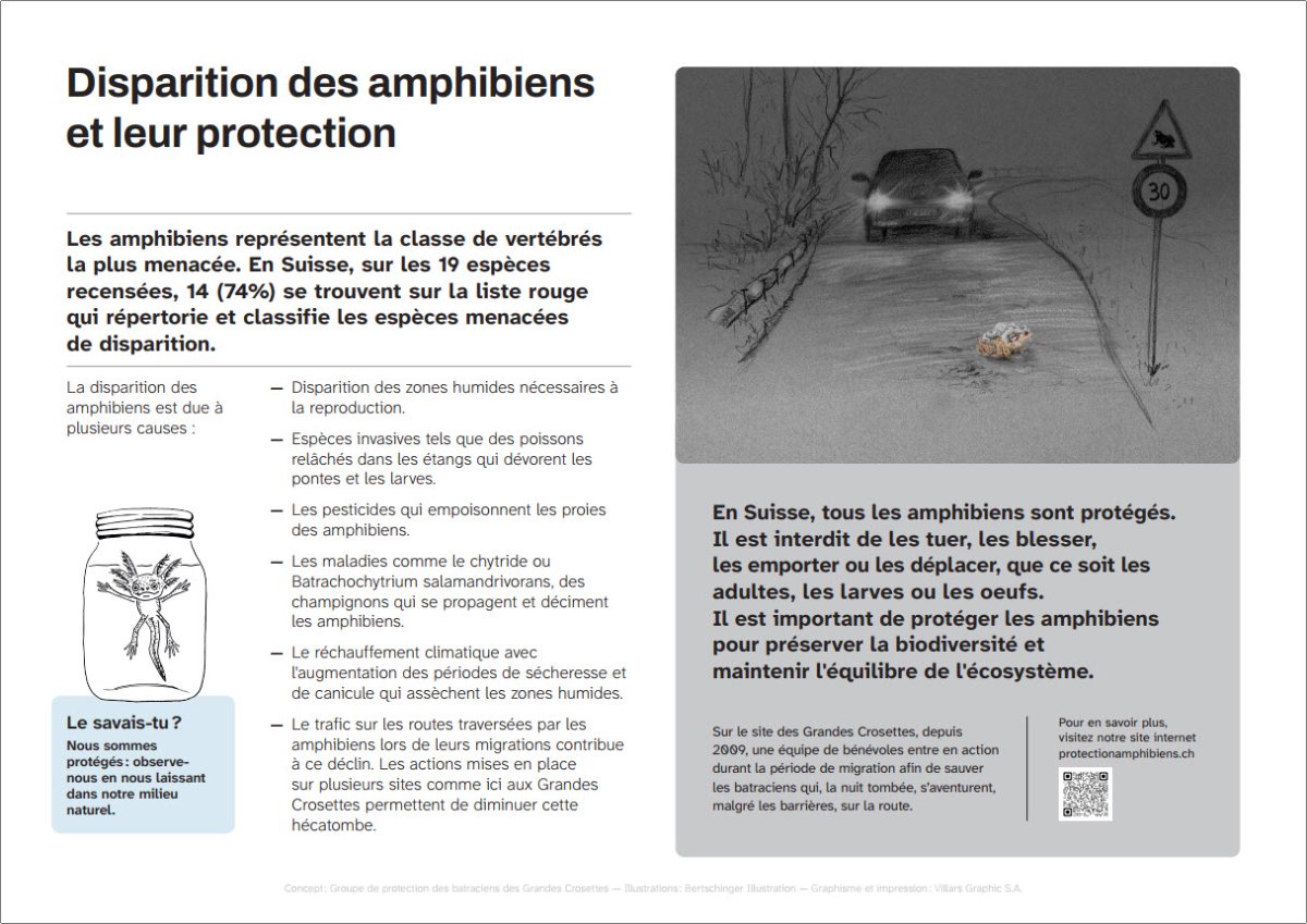 La disparition des amphibiens et leur protection.